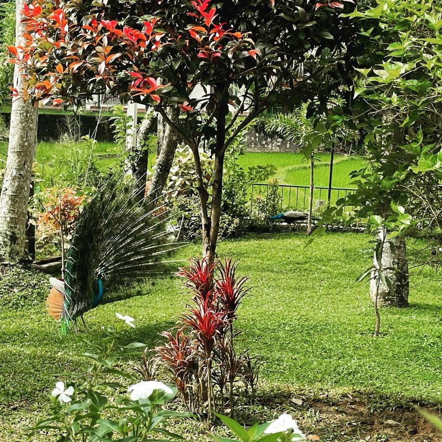 Surveyor'S Residence Bungalow Kandy Extérieur photo